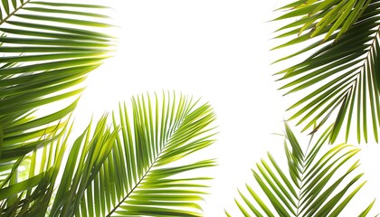 Fototapeta premium Green palm leaves isolated on white background with copy space for text.