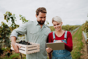 Viticulturist talking with vineyard owner, overseeing grapes growing and harvesting . Manual grape harvesting in family-run vineyard.