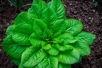 Beautiful flowers growing in the autumn garden
