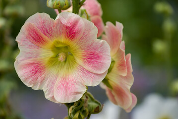 Beautiful flowers growing in the autumn garden