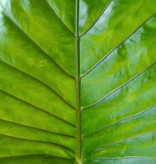 green leaf background leaf pattern nature