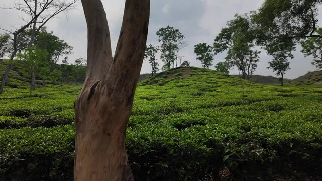 Tea plantation, Sylhet Division, Kamalganj, Bangladesh