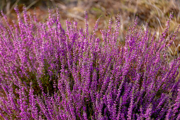 Fototapeta premium Selective focus of purple flowers in the filed, Calluna vulgaris (Heide, Heath, ling or simply heather) is the sole species in the genus Calluna, Flowering plant family Ericaceae, Natural background.