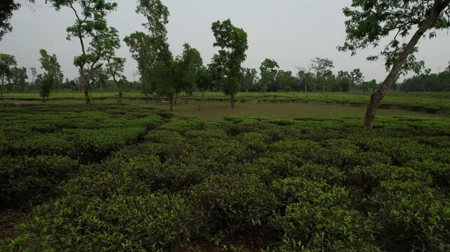 Aerial view of tea plantation, Sylhet Division, Kamalganj, Bangladesh