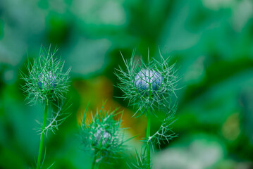 Beautiful flowers growing in the autumn garden