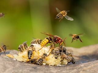 Hornisse und Honigbienen
