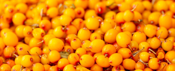 Sea buckthorn berries. Fresh ripe sea buckthorn as a background, top view. Juicy ripe yellow berries in a heap. Sea buckthorn texture close-up. Sour berry with vitamins for tea and marinades.