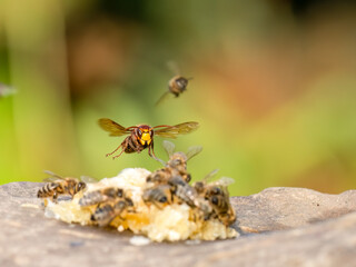 Hornisse und Honigbienen