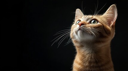 Simple modern tabby cat looking up on a plain black background. Clean and stylish design makes it perfect for a contemporary pet product catalog.