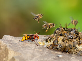 Hornisse und Honigbienen