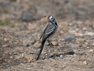 Obraz premium Bachstelze&nbsp;(Motacilla alba)
