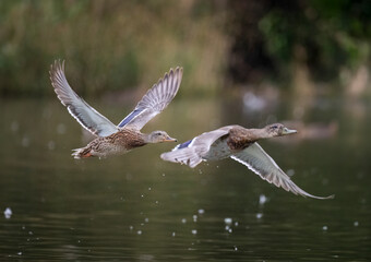 Stockente (Anas platyrhynchos)