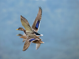 Stockente (Anas platyrhynchos)