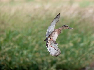 Stockente (Anas platyrhynchos)
