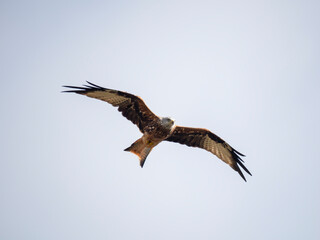 Rotmilan (Milvus milvus)