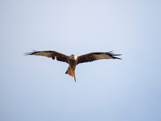 Rotmilan (Milvus milvus)