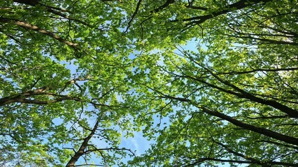 Bottom view of trees with young green leaves and blue sky. Outdoor walk in the forest. Sunny summer day. Natural nature.