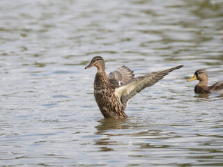 Stockente (Anas platyrhynchos)