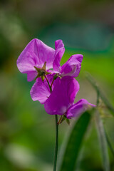  Beautiful flowers growing in the autumn garden