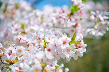 春の日差しに照らされる桜