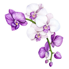 Beautiful orchid flowers in white and purple hues
