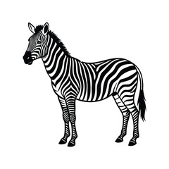 Fototapeta premium zebra isolated on white