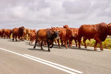 Kuhherde auf der Strasse