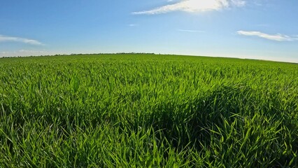 Person walking in the nature, close up shot of green wheat grass blowing by the wind against blue skies, summer season time, sunny day beautiful nature scenery.