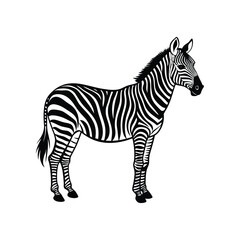 Obraz premium zebra vector illustration