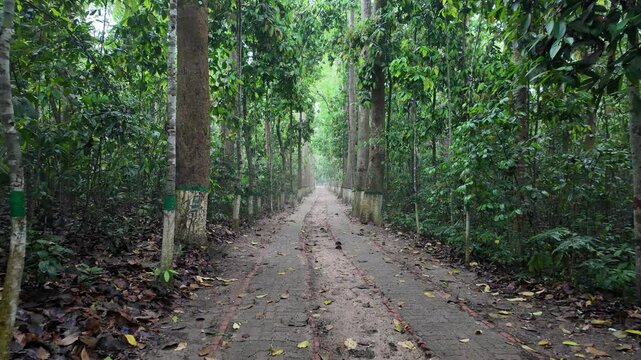 Lawachara national park alley, Sylhet Division, Moulvibazar, Bangladesh
