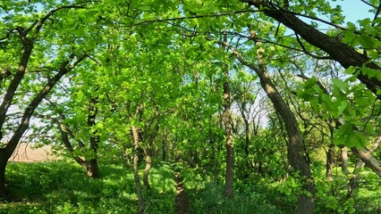 Bottom view of trees with young green leaves and blue sky. Outdoor walk in the forest. Sunny summer...