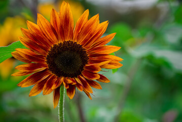 Beautiful flowers growing in the autumn garden
