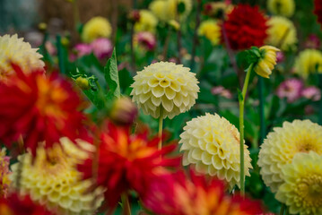 Beautiful flowers growing in the autumn garden