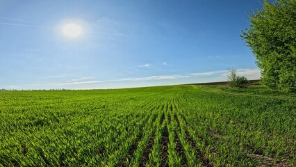 Person walking in the nature, close up shot of green wheat grass blowing by the wind against blue skies, summer season time, sunny day beautiful nature scenery.
