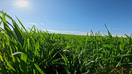 Person walking in the nature, close up shot of green wheat grass blowing by the wind against blue skies, summer season time, sunny day beautiful nature scenery.