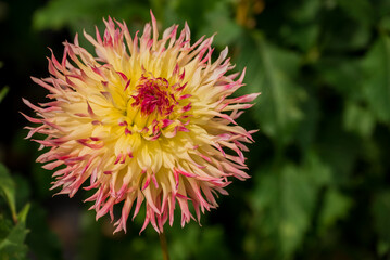 Beautiful flowers growing in the autumn garden