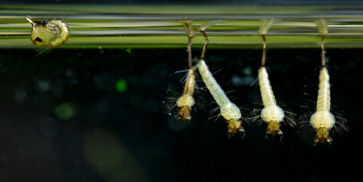 Larven und eine Puppe einer Stechm&uuml;cke // Larvae and a pupa of a mosquito