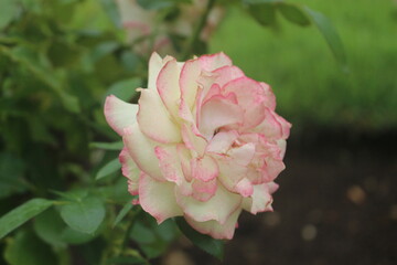 薔薇（ほのか）