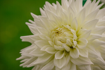 Beautiful flowers growing in the autumn garden