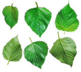Fresh Green Perilla Leaves Isolated on White Background