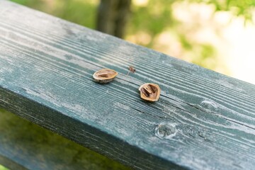 欄干の上に置かれたリス用の餌のオニグルミ
