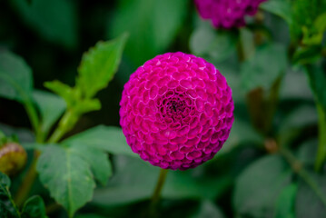 Beautiful flowers growing in the autumn garden