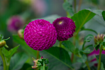 Beautiful flowers growing in the autumn garden