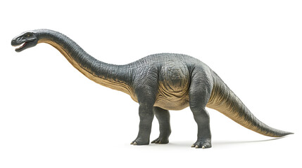 Brachiosaurus dinosaur isolated on white background