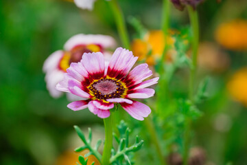 Obraz premium Beautiful flowers growing in the autumn garden