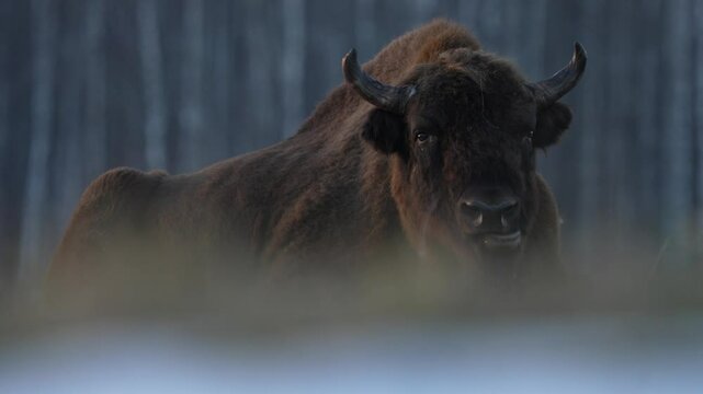 Poland snow winter wildlife. Europhean Bison, Bison bonasus, big brown animal in the nature habitat, s, Bialowieza NP, Poland. Wildlife scene from nature. Big brown European bison. Sunset light.