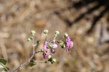 Elmleaf blackberry flowers