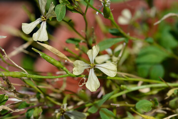 Salad rocket flowers
