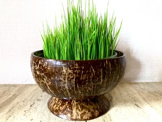 green wheatgrass in a pot made of coconut shell, interior decoration
