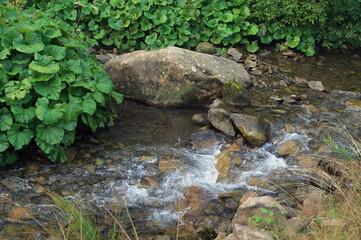 Stream with beautiful green plants among the stones in the Carpathians, Ukraine.